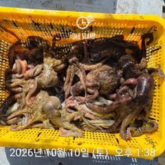 문어 부부팀 30마리!