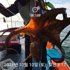 [사천] 문어 부부팀 30마리!