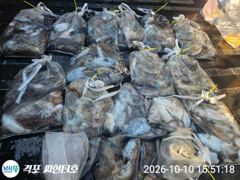 [격포] 10월10일 격포씨헌터호 갑오징어 조황입니다