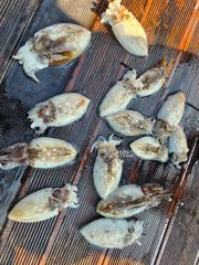 10월10일 영진호 쭈.갑 조황입니다.