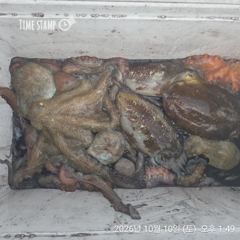 완도은솔호 갑돌이와문어 입니다