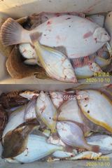 공현진 22인승 뉴창명호 왕참가자미 왕도다리 대박