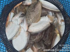 돼지뚱 갑오징어 잡으로 오세요 씨알이 예술이에요 사진