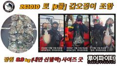 10/10 토 [6물] 갑오징어 조항 입니다.