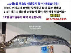 7분전 [마산] (동명호) 10/10 감성돔 조황~