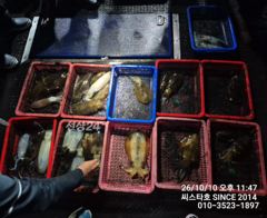 씨스타호 10일 무늬 상황입니다 사진