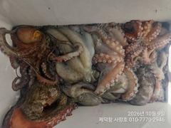"돌문어"1200g1100g외 시커먼 여밭대물들 13수12수11수10수외 3자릿수 조황입니다~(예약가능)