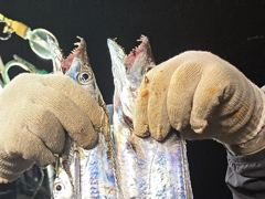 [통영] 대박이야 대박일세...터트렸습니다..대치들의 습격..초보자도 만…