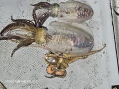 문이.문어조항..출조.오후5.30붓.추힝.4명이상출조