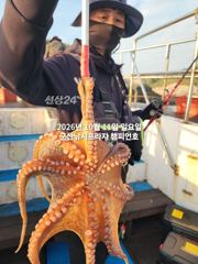 11일, 군산 왕문어 ~덩치급 왕문어~오늘도 나오고 있어요~실시간~군산낚시프라자 챔피언호