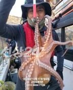 11일, 군산 왕문어 ~덩치급 왕문어~오늘도 어김없이 나오네요~실시간~군산낚시프라자 포세이돈호