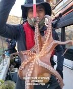11일, 군산 왕문어 ~덩치급 왕문어~오늘도 어김없이 나오네요~실시간~군산낚시프라자 포세이돈호