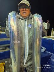 진도갈치가 풍년 입니다 사진