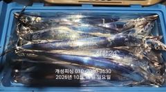 준내만 텐빈 은빛 갈치 3지급 느나느나 조황 오늘 무조건 출항 자리여유 사진