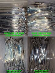 내만 갈치 한타임은 꼭온다 소나기입질에 어쩔줄몰라 열씨미 잡고 왔습니다.
