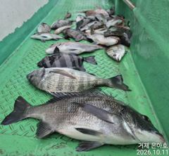 45외감성돔 4대돔 화끈한 손맛 어초에서