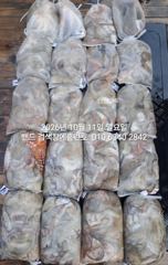 10월11일 왕문어 대잔치... 군산 홈런호 주간 문어 마무리 조황 입니다.최고선단 홈런호 짱....조사님들 수고 하셨습니다.