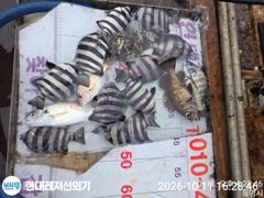[통영] 통영현대레저)감성돔 갑오징어 뺀찌외