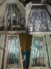 [여수플라워호] 11일 갈치 조황~ 010-2004-5524