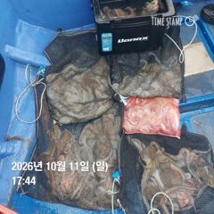 포항 종방)제2대일호 10월 11일 문어조황