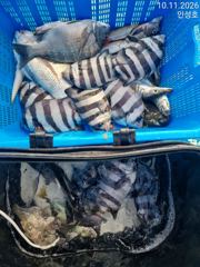 4시간전 [여수,광양] (은별호) 10/11갑오징어 조황입니다