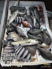 감성돔, 돌돔과 농어까지 판떼기 가득 채웠습니다~!!!