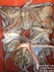 ~~*11일 굵직한돌문어 키로급 중치급 제법많이 잡고~~(예약가능)*~~
