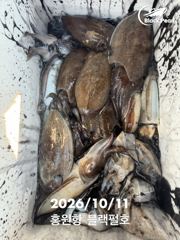 [쭈갑조황] 홍원항 쭈갑(주꾸미&갑오징어) 10월 11일(일) [[[ 블랙펄호 ]] 어려웠던 하루였지만 간혹 나와준 사이즈 좋은 [[ 갑오징어 ]]로 묵지한 손맛은 보고 입항합니다.