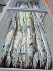 10월12일 철수 통영갈치낚시 신세계호 조황정보 사진