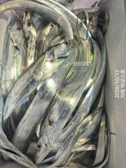 통통 살 오른 갈치가 퍽ㆍ퍽 텐빈 6자리있어요~
