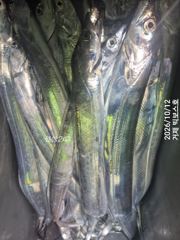 통통 살 오른 갈치가 퍽ㆍ퍽 텐빈 6자리있어요~