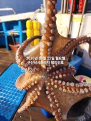 11일, 군산 왕문어 ~덩치급 왕문어~오늘도 스타트~실시간~내일도 갑니다~군산낚시프라자 챔피언호