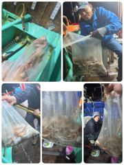 포항문어어제타작 오늘월요일저녁5시,11시40분 모집중