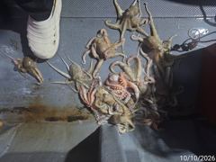 [진해] 돌문어주,야간k급중치급퍽~퍽19수외마릿수굿~