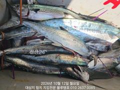12/월, 오전타임ㅡ대삼치들, 중방어들, 그리고 고시삼치들 여전히 지천!