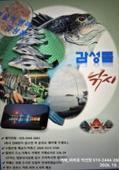 "거제 비버호" 감성돔 흘림 조황(13일 예약가능).