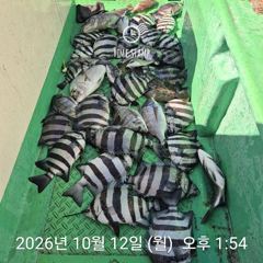 [거제] 백호피싱 돌돔급 뺀지 흘림 30수 오버마릿수 사진