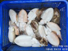 신발짝 갑오징어 조황~ 사진