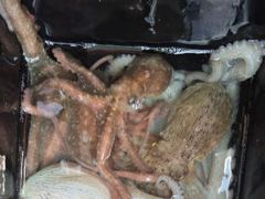 [진해] ■연일 키로급이상등 굵직한 돌문어 마리수로 쭉쭉 뽑고 있습니다!… 사진
