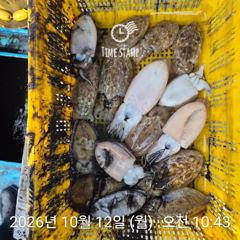갑오징어 낚시만 사진