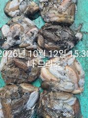 12일, 군산은 갑오징어 천국~싸이즈 굿~8분 굿조황~내일도 갑니다~군산낚시프라자 나드리호 사진