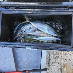 삼치방어고등어[회유성어종] 사진