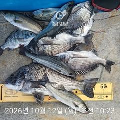 삼천포 내만권 감성돔