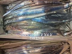 [진해] 내만갈치 계속 호조항 ~~~예약가능