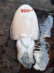 2026.10.12.(월).* 영흥도 나이스호 * 갑오징어 출조 조황 *