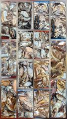 10월12일 자연피싱호 갑오징어 출조.