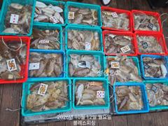 10월12일 블레스피싱 갑오징어 조황입니다! 사진
