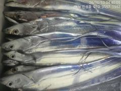거제 뉴 진성호 10 월 13일 야간 외줄칼치 아침 철수 조항입니다