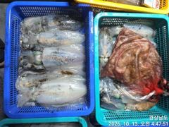 1   [거제] (무늬오징어) 욕지권~1.6Kg외 굵은놈들 퍽~퍽~~고잉메리호(… 1
