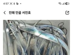 [진해] 내만갈치 날물에 피딩 사진